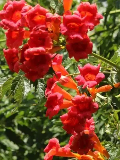[8180601] Trumpet Vine Flamenco