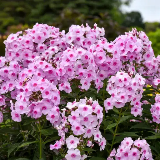 [8181601] Phlox Garden Luminary Opalescence