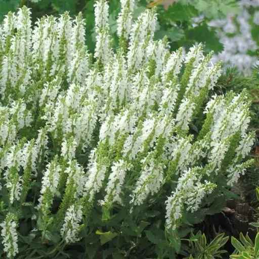 [8183601] Salvia Lyrical White