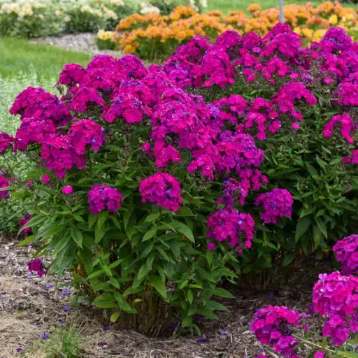 [8187601] Phlox Garden Luminary Ultraviolet