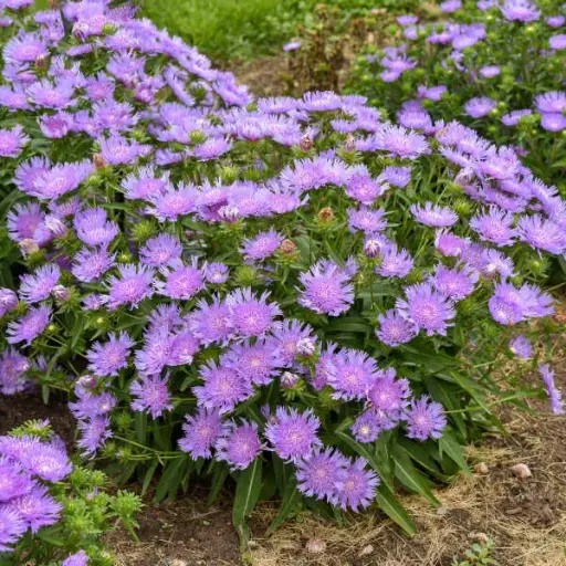 [8192601] Stokes Aster Riptide