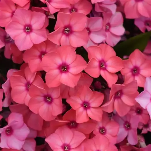 [8193601] Phlox Garden Super Ka Pow Coral