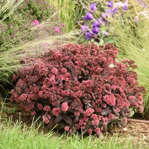 Sedum Midnight Velvet