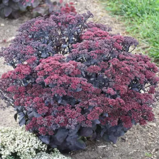 [8202601] Sedum After Dark