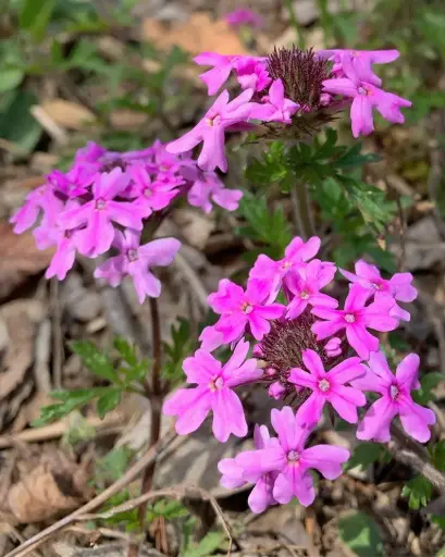 Rose Verbena - Native