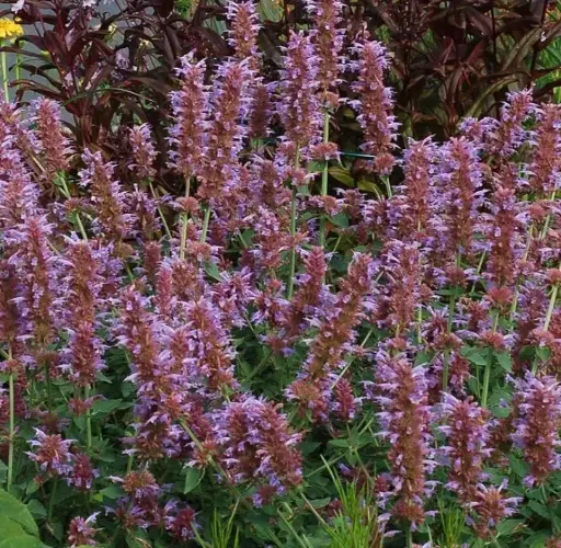 [8207601] Hyssop Kudos Silver Blue