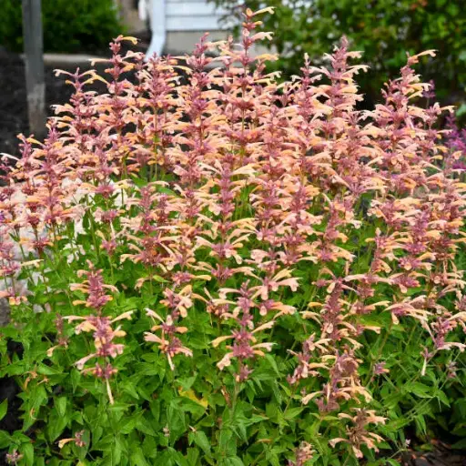 [8209601] Hyssop Peachie Keen