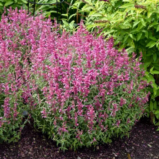 [8210601] Hyssop Rosie Posie