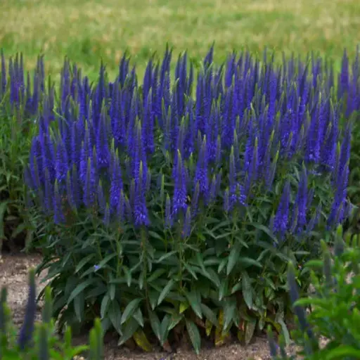 [8211601] Speedwell Wizard of Ahhs