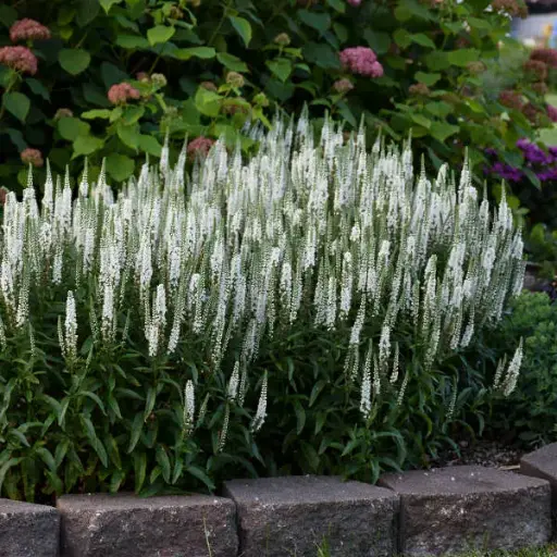 [8212601] Speedwell White Wands