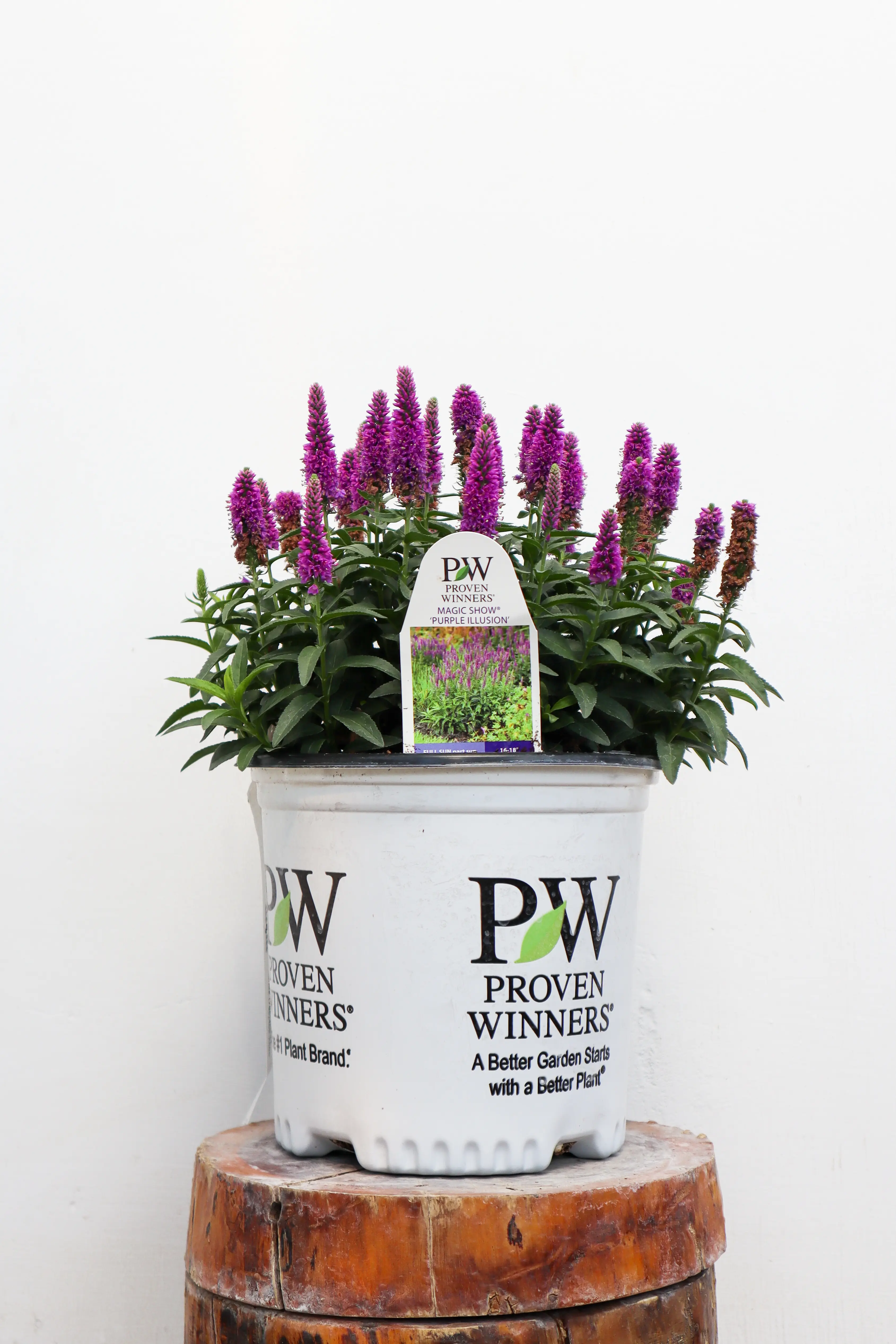 Speedwell Purple Illusion | Grimms Gardens