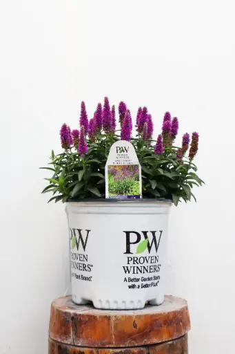 [8214601] Speedwell Purple Illusion