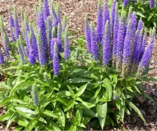 [8222601] Speedwell Royal Candles