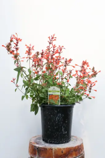 [8225601] Hyssop Kudos Mandarin