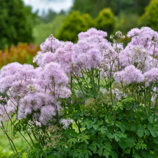 [8231601] Meadow Rue Cotton Candy