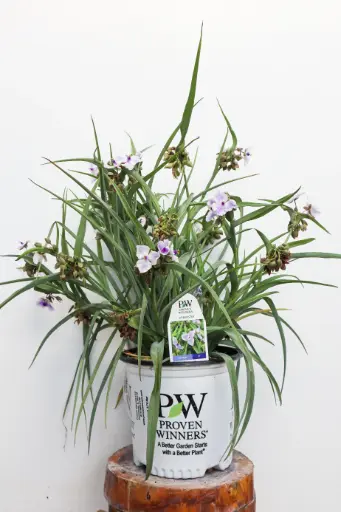 [8234601] Spiderwort Webmaster