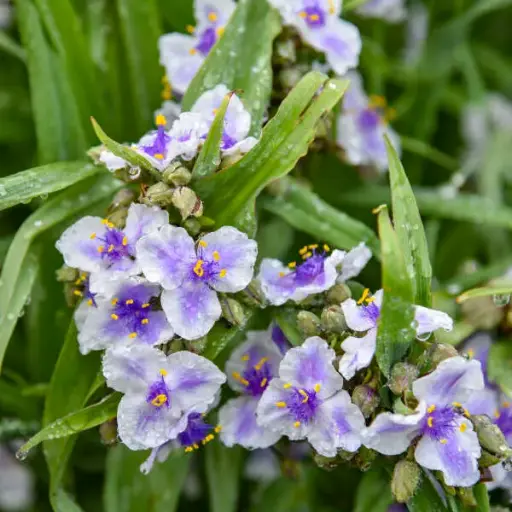 [8234601] Spiderwort Webmaster