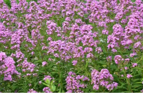 [8235601] Phlox Garden Jeana