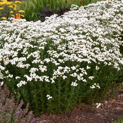 [8237601] Yarrow Peter Cottontail