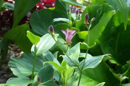 [8238601] Toadlily Gilt Edge