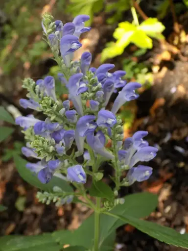 [8239601] Skullcap Hoary - Native