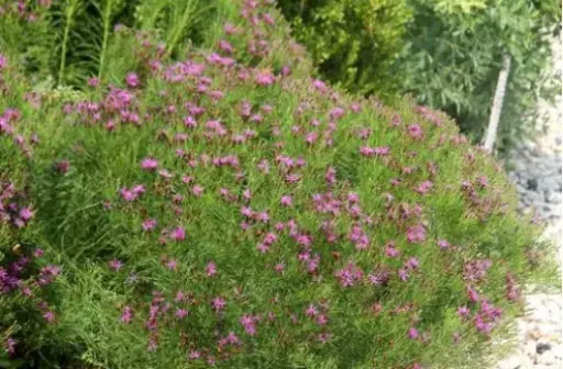 [8242101] Ironweed Iron Butterfly