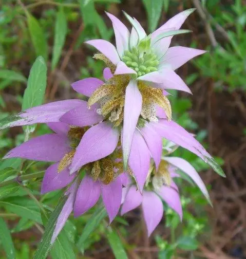 [8249601] Bee Balm Spotted - Native