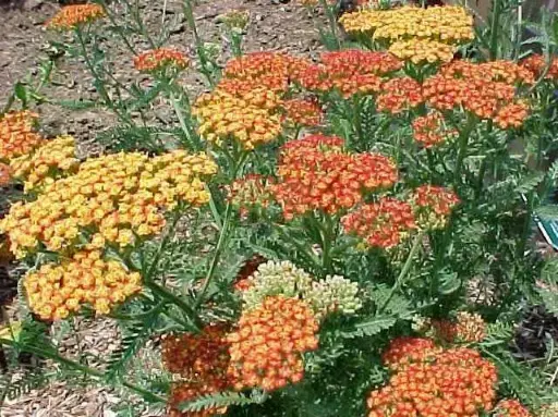 [8261601] Yarrow Terra Cotta