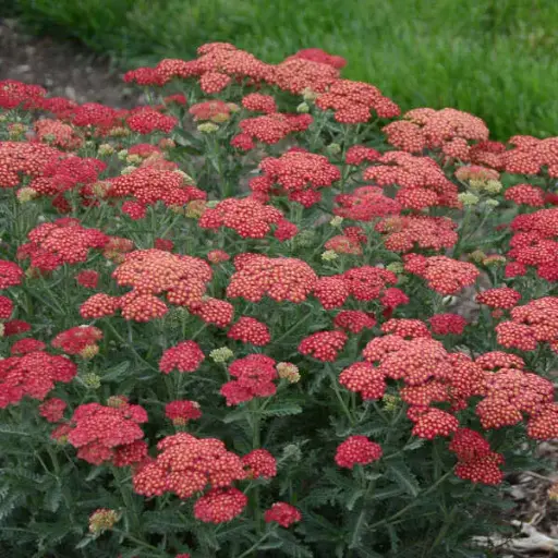 [8264601] Yarrow Firefly Red Pop