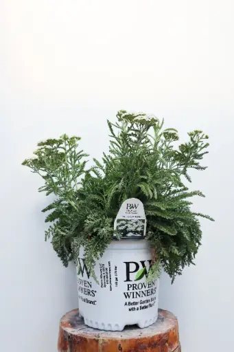 Yarrow Firefly Diamond