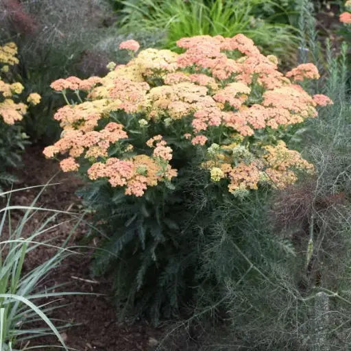 [8267601] Yarrow Firefly Peach Sky