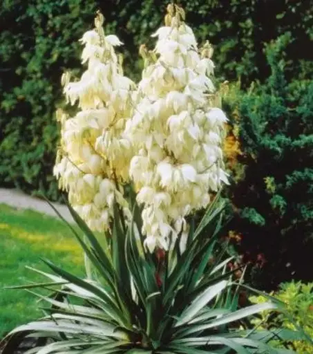 [8275605] Yucca Adams Needle