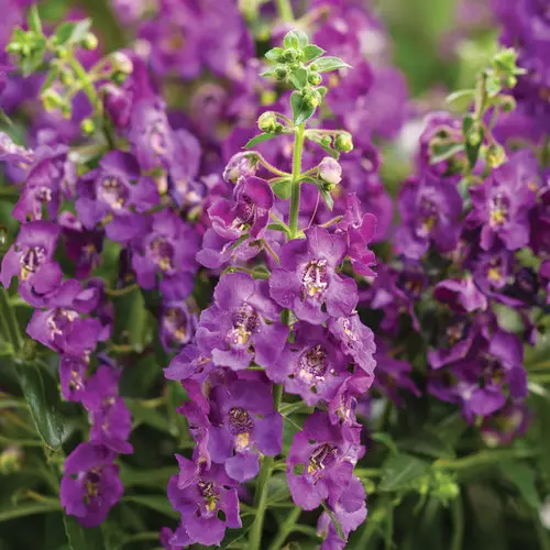 [8628645] PW Angelonia Angelface Blue