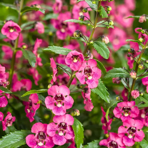 [8629645] PW Angelonia Angelface Perfectly Pink