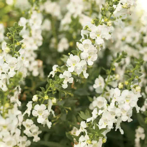 [8630645] PW Angelonia Angelface White