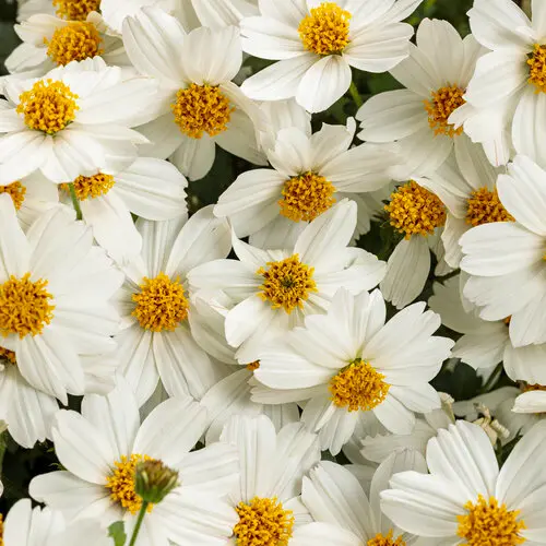 [8641645] PW Bidens Campfire Marshmallow
