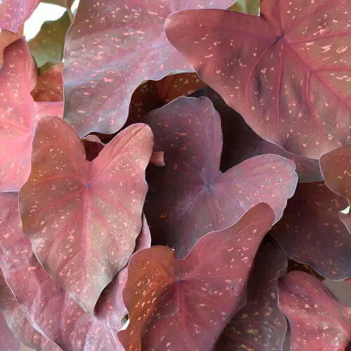 [8682655] PW Caladium Burning Heart