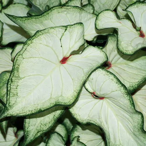 [8684632] PW Caladium White Wonder