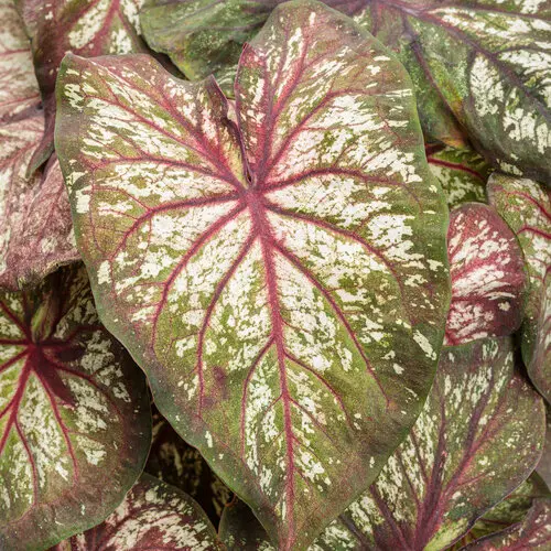 [8685655] PW Caladium Xplosion