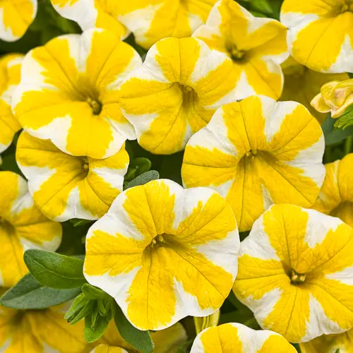[8702645] PW Calibrachoa Superbells Lemon Slice