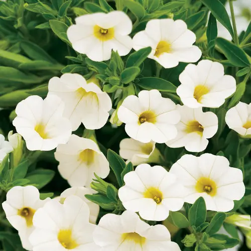 [8705645] PW Calibrachoa Superbells White