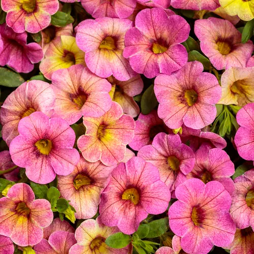 [8706645] PW Calibrachoa Superbells Prism Pink Lemonade