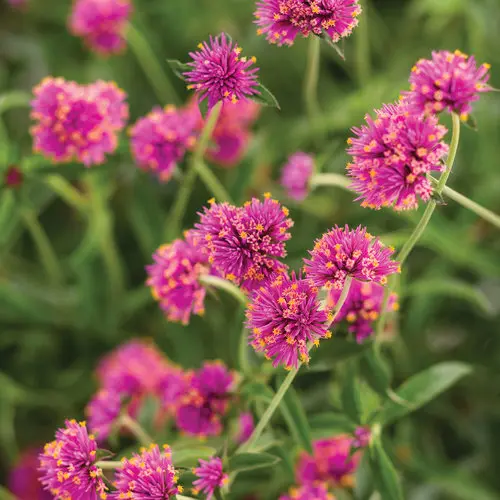 [8741645] PW Gomphrena Truffula Pink