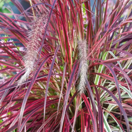 [8785601] Fountain Grass Fireworks