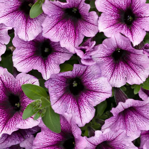 [8800645] PW Petunia Supertunia Bordeaux