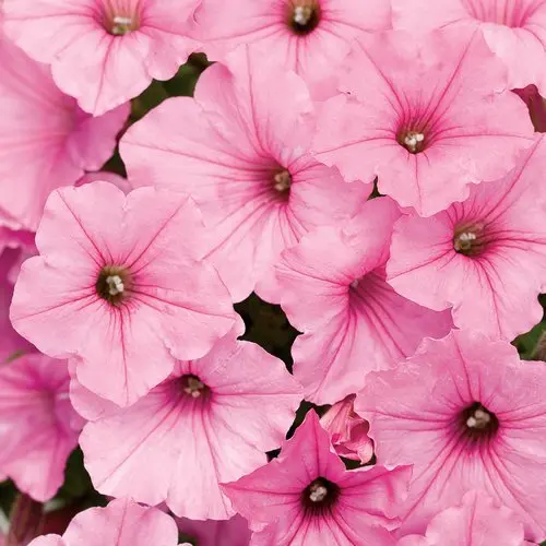 PW Petunia Supertunia Bubblegum