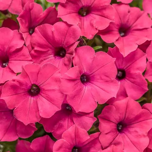 [8803645] PW Petunia Supertunia Fuchsia