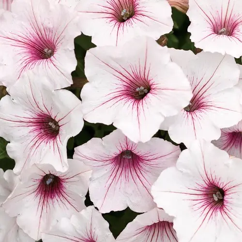 PW Petunia Supertunia Silverberry