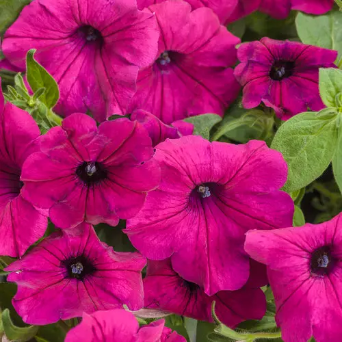 [8811645] PW Petunia Supertunia Royal Magenta