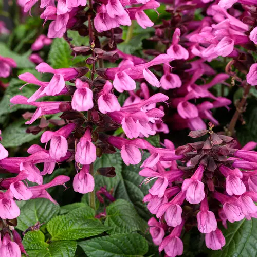 [8867645] PW Salvia Unplugged Pink
